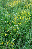 MORTON HALL GARDENS, WORCESTERSHIRE: BUTTERCUPS IN MEADOW. MORNING, SUNRISE, YELLOW, DRIFT, SPRING, EARLY SUMMER, PARKLAND