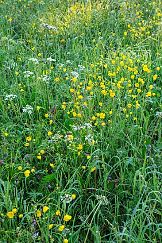 MORTON_HALL_GARDENS_WORCESTERSHIRE_BUTTERCUPS_IN_MEADOW_MORNING_SUNRISE_YELLOW_DRIFT_SPRING_EARLY_SU