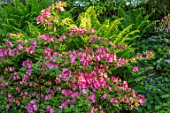 MORTON HALL GARDENS, WORCESTERSHIRE: FERNS AND A PINK AZALEA IN THE ROCKERY. SPRING, SHRUBS, SHADE, SHADEY