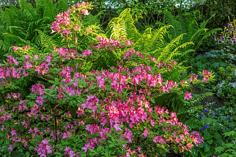 MORTON_HALL_GARDENS_WORCESTERSHIRE_FERNS_AND_A_PINK_AZALEA_IN_THE_ROCKERY_SPRING_SHRUBS_SHADE_SHADEY