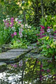 MORTON HALL GARDENS, WORCESTERSHIRE: CANDELABRA PRIMULAS BESIDE THE UPPER POND WITH FLOATING STEPPING STONES, REFLECTIONS, REFLECTED, POOL, WATER, MAY, SPRING, WOODLAND, SHADE