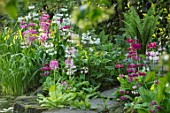 MORTON HALL GARDENS, WORCESTERSHIRE: CANDELABRA PRIMULAS BESIDE THE UPPER POOL, WATER, MAY, SPRING, WOODLAND, SHADE