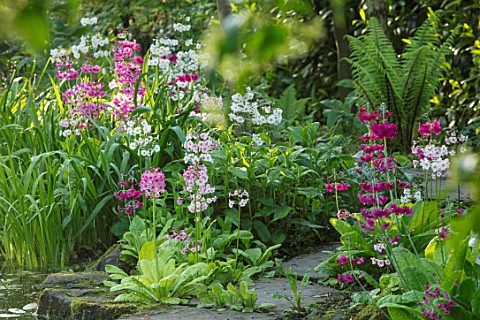 MORTON_HALL_GARDENS_WORCESTERSHIRE_CANDELABRA_PRIMULAS_BESIDE_THE_UPPER_POOL_WATER_MAY_SPRING_WOODLA