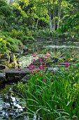 MORTON HALL GARDENS, WORCESTERSHIRE: CANDELABRA PRIMULAS BESIDE THE UPPER POND. STONE BRIDGE, BIRCHES, BETULA, REFLECTIONS, REFLECTED, POOL, WATER, MAY, SPRING, WOODLAND, SHADE