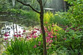 MORTON HALL GARDENS, WORCESTERSHIRE: CANDELABRA PRIMULAS BESIDE THE LOWER POND. BIRCHES, BETULA, REFLECTIONS, REFLECTED, POOL, WATER, MAY, SPRING, WOODLAND, SHADE, SEAT, WOODEN