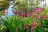MORTON HALL GARDENS, WORCESTERSHIRE: CANDELABRA PRIMULAS BESIDE THE LOWER POND. REFLECTIONS, REFLECTED, POOL, WATER, MAY, SPRING, WOODLAND, SHADE