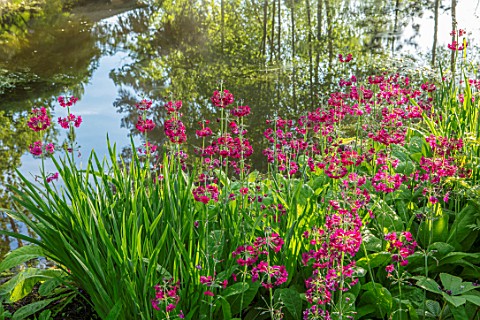 MORTON_HALL_GARDENS_WORCESTERSHIRE_CANDELABRA_PRIMULAS_BESIDE_THE_LOWER_POND_REFLECTIONS_REFLECTED_P