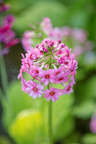 MORTON_HALL_GARDENS_WORCESTERSHIRE_CLOSE_UP_PLANT_PORTRAIT_OF_THE_PINK_FLOWER_OF_A_PRIMULA_CANDELABR