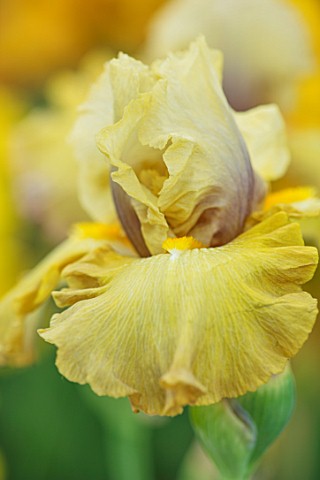 CAYEUX_IRIS_FRANCE_CLOSE_UP_PLANT_PORTRAIT_OF_THE_YELLOW_BROWN_FLOWER_OF_IRIS_SOUFRIERE_PERENNIALS_I