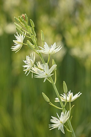 HARE_SPRING_COTTAGE_PLANTS_CLOSE_UP_PLANT_PORTRAIT_OF_THE_WHITE_FLOWER_OF_CAMASSIA_LEICHTLINIII_HARL