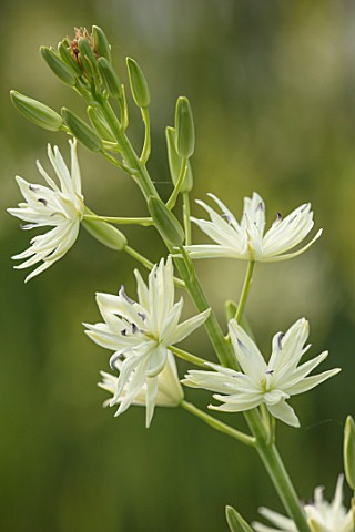 HARE_SPRING_COTTAGE_PLANTS_CLOSE_UP_PLANT_PORTRAIT_OF_THE_WHITE_FLOWER_OF_CAMASSIA_LEICHTLINIII_HARL