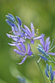 HARE SPRING COTTAGE PLANTS: CLOSE UP PLANT PORTRAIT OF THE BLUE FLOWER OF CAMASSIA QUAMASH ORION. BULB, BULBS, SUMMER, FLOWERS, PETALS, BLOOM, BLOOMING
