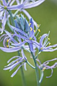 HARE SPRING COTTAGE PLANTS: CLOSE UP PLANT PORTRAIT OF THE BLUE FLOWER OF CAMASSIA CUSICKII ZWANENBERG. BULB, BULBS, SUMMER, FLOWERS, PETALS, BLOOM, BLOOMING