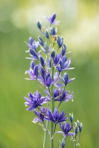 HARE_SPRING_COTTAGE_PLANTS_CLOSE_UP_PLANT_PORTRAIT_OF_THE_BLUE_FLOWER_OF_CAMASSIA__MO__C46__2015__BU