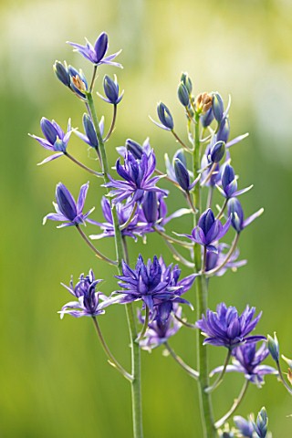 HARE_SPRING_COTTAGE_PLANTS_CLOSE_UP_PLANT_PORTRAIT_OF_THE_BLUE_FLOWER_OF_CAMASSIA__MO__C46__2015__BU