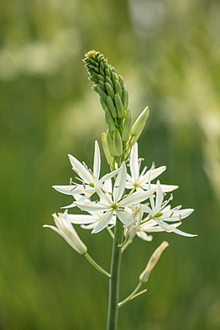 HARE_SPRING_COTTAGE_PLANTS_CLOSE_UP_PLANT_PORTRAIT_OF_THE_WHITE_FLOWER_OF_CAMASSIA_LEICHTLINII_SACAJ