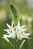 HARE SPRING COTTAGE PLANTS: CLOSE UP PLANT PORTRAIT OF THE WHITE FLOWER OF CAMASSIA LEICHTLINII SACAJAIVEA. BULB, BULBS, SUMMER, FLOWERS, PETALS, BLOOM, BLOOMING