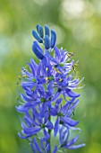 HARE SPRING COTTAGE PLANTS: CLOSE UP PLANT PORTRAIT OF THE BLUE FLOWER OF CAMASSIA. BULB, BULBS, SUMMER, FLOWERS, PETALS, BLOOM, BLOOMING