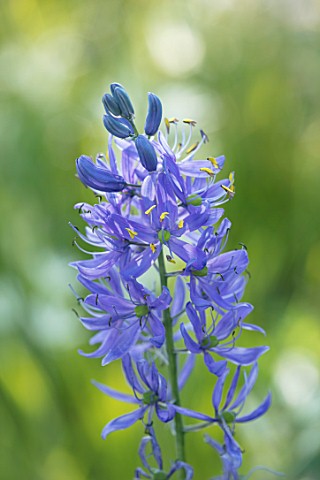 HARE_SPRING_COTTAGE_PLANTS_CLOSE_UP_PLANT_PORTRAIT_OF_THE_BLUE_FLOWER_OF_CAMASSIA_BULB_BULBS_SUMMER_