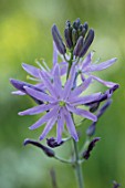 HARE SPRING COTTAGE PLANTS: CLOSE UP PLANT PORTRAIT OF THE BLUE, GREY FLOWER OF CAMASSIA. BULB, BULBS, SUMMER, FLOWERS, PETALS, BLOOM, BLOOMING