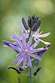 HARE SPRING COTTAGE PLANTS: CLOSE UP PLANT PORTRAIT OF THE BLUE GREY FLOWER OF CAMASSIA. BULB, BULBS, SUMMER, FLOWERS, PETALS, BLOOM, BLOOMING