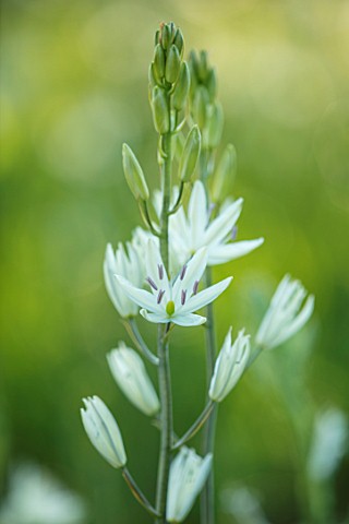 HARE_SPRING_COTTAGE_PLANTS_CLOSE_UP_PLANT_PORTRAIT_OF_THE_WHITE_FLOWER_OF_CAMASSIA_LEICHTLINII_ALBA_