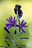 HARE SPRING COTTAGE PLANTS: CLOSE UP PLANT PORTRAIT OF THE DARK BLUE, PURPLE FLOWER OF CAMASSIA. BULB, BULBS, SUMMER, FLOWERS, PETALS, BLOOM, BLOOMING