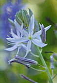 HARE SPRING COTTAGE PLANTS: CLOSE UP PLANT PORTRAIT OF THE PALE BLUE FLOWER OF CAMASSIA. BULB, BULBS, SUMMER, FLOWERS, PETALS, BLOOM, BLOOMING