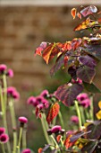 THE CONIFERS, OXFORDSHIRE: DESIGNER CLIVE NICHOLS - SMALL COURTYARD GARDEN - CLOSE UP PLANT PORTRAIT OF DARK RED LEAVES OF CERCIS CANADENSIS RUBY FALLS, SHRUB, FOLIAGE, SUMMER