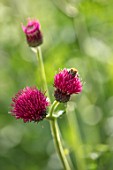 THE CONIFERS, OXFORDSHIRE: DESIGNER CLIVE NICHOLS - CLOSE UP PLANT PORTRAIT OF BEE ON PINK, DARK RED FLOWER OF CIRSIUM RIVULARE ATROPURPUREUM. PERENNIAL, SHADE, INSECT