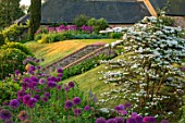 PETTIFERS, OXFORDSHIRE: LAWN, SLOPE, ALLIUM PURPLE SENSATION, VIBURNUM PINK BEAUTY, MAY, SUMMER, BULB, BULBS, BLOOMING, FLOWERS, FLOWERBEDS, BED, BEDS, COUNTRY, CLASSIC, GARDENS