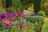 PETTIFERS, OXFORDSHIRE: BORDER OF ALLIUM PURPLE SENSATION, MAY, SUMMER, BULB, BULBS, BLOOMING, FLOWERS, FLOWERBEDS, COUNTRY, CLASSIC, GARDENS