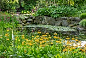 MORTON HALL, WORCESTERSHIRE: PRIMULA BULLEYANA BESIDE THE LOWER POND, STROLL GARDEN, PERENNIALS, SPRING, YELLOW, GOLDEN , FLOWERS, CANDELABRA, WOODLAND, SHADE, SHADY, WATER, POOL