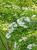 MORTON HALL, WORCESTERSHIRE: WHITE FLOWERS OF ROSE - ROSA NEVADA. FLOWERS, PETALS, BLOOM, BLOOMING, SPRING, CREAM, YELLOW, DECIDUOUS, SHRUBS