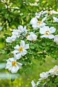 MORTON HALL, WORCESTERSHIRE: WHITE FLOWERS OF ROSE - ROSA NEVADA. FLOWERS, PETALS, BLOOM, BLOOMING, SPRING, CREAM, YELLOW, DECIDUOUS, SHRUBS