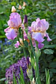 MORTON HALL, WORCESTERSHIRE: CLOSE UP PLANT PORTRAIT OF THE PINK, PURPLE IRIS CRISPETTE. BEARDED, PERENNIAL, FLOWERS, BLOOMS, SUMMER, SOUTH GARDEN