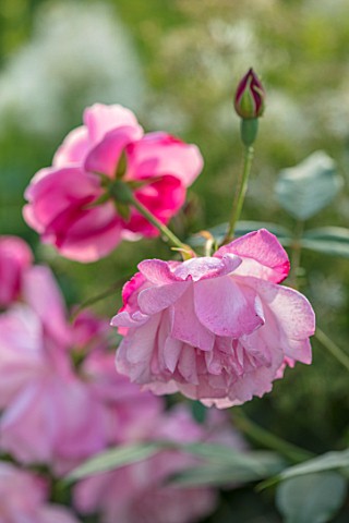 MORTON_HALL_WORCESTERSHIRE_CLOSE_UP_PLANT_PORTRAIT_OF_THE_PINK_FLOWER_OF_ROSE__ROSA_OLD_BLUSH_CHINA_