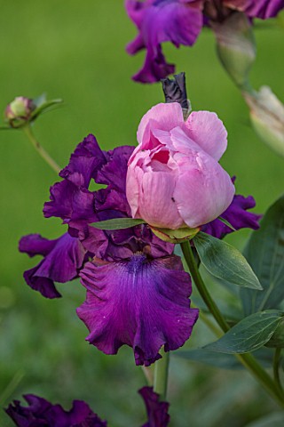 MORTON_HALL_WORCESTERSHIRE_SOUTH_GARDEN_PLANT_ASSOCIATION_COMBINATION_PAEONIA_THE_NYMPH_AND_IRIS_SWI