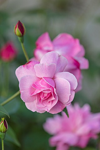 MORTON_HALL_WORCESTERSHIRE_CLOSE_UP_PLANT_PORTRAIT_OF_THE_PINK_FLOWER_OF_ROSE__ROSA_OLD_BLUSH_CHINA_