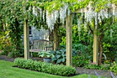 COTTAGE ROW, DORSET: PATH, BOX HEDGING, WOODEN PERGOLAS, SEAT, BENCH, WHITE WISTERIA, HOSTAS IN CONTAINERS, SHADE, SHADY, LAWN