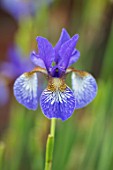 COTTAGE ROW, DORSET: CLOSE UP PLANT PORTRAIT OF BLUE, WHITE FLOWER OF IRIS SIBIRICA. PERENNIALS, BLOOM, FLOWERS, SUMMER, JUNE, PATTERNS, PATTERNED