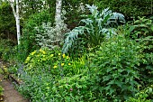 THE LODGE, OXFORDSHIRE: DESIGNER SUSAN ASHTON. CARDOONS, ELAEAGNUS ANGUSTIFOLIA QUICKSILVER WITH WELSH POPPIES AND NEPETA. BORDER, BED, INFORMAL PLANTING,SUMMER, SILVER FOLIAGE