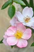 THE LODGE, OXFORDSHIRE: DESIGNER SUSAN ASHTON. CLOSE UP OF FLOWERS OF ROSA PHYLLIS BIDE. SINGLE ROSE, FLOWER, DELICATE, RAMBLER