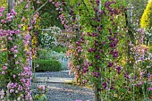 MOTTISFONT ABBEY, HAMPSHIRE: ARCH WITH ROSES - ROSA DEBUTANTE AND ROSA BLEU MAGENTA. ROSA COMTE DE CHAMBORD, ARCHWAYS, ARCHES, FORMAL, ROSE, GARDEN