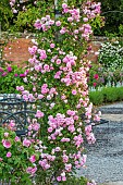 MOTTISFONT ABBEY, HAMPSHIRE: ARCH WITH ROSES - ROSA DEBUTANTE, SUMMER, ROSE, GARDEN, ARCHES, FORMAL, SUMMER, PINK, FLOWERS, FLOWERING, BLOOMS, BLOOMING