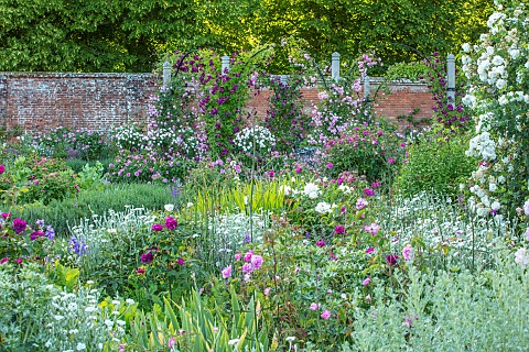 MOTTISFONT_ABBEY_HAMPSHIRE_WALLED_GARDEN_SUMMER_PERGOLAS_ARCHES_ROSES_PINK_WHITE_FLOWERING_FLOWERS_B