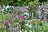 MOTTISFONT ABBEY, HAMPSHIRE: PINK, WHITE, FLOWERED, FLOWERS, ROSES, WALLS, WALLED, AGREDN, SUMMER, PERGOLAS, ARCHES