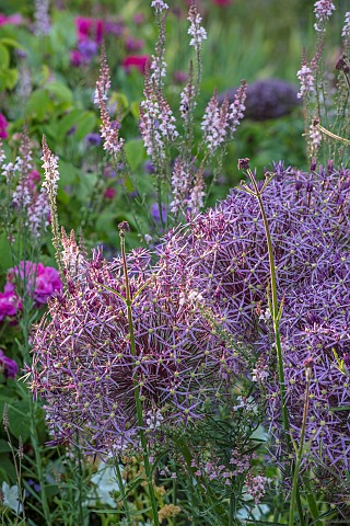 MOTTISFONT_ABBEY_HAMPSHIRE_PURPLE_FLOWERS_OF_ALLIUM_CHRISTOPHII_PALE_PINK_FLOWERS_OF_LINARIA_CANON_W