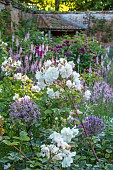 MOTTISFONT ABBEY, HAMPSHIRE: BORDER IN WALLED GARDEN WITH WHITE ROSES, ALLIUM CHRISTOPHII, LINARIA CANON WENT, PINK, FLOWERS, FLOWERING, WALLS