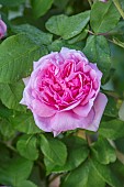 MOTTISFONT ABBEY, HAMPSHIRE: CLOSE UP PLANT PORTRAIT OF PINK ROSE - ROSA COMTE DE CHAMBORD